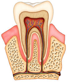 endodontics